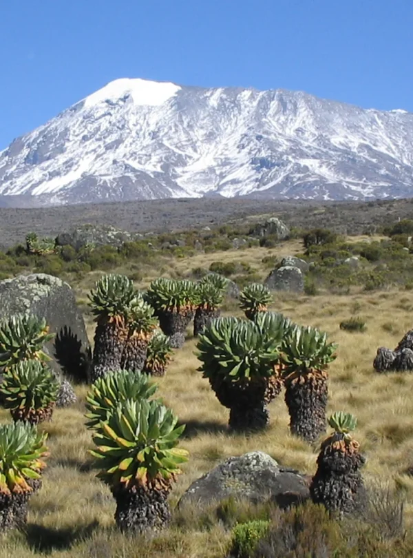 Day hike on Kilimanjaro (Marangu route)