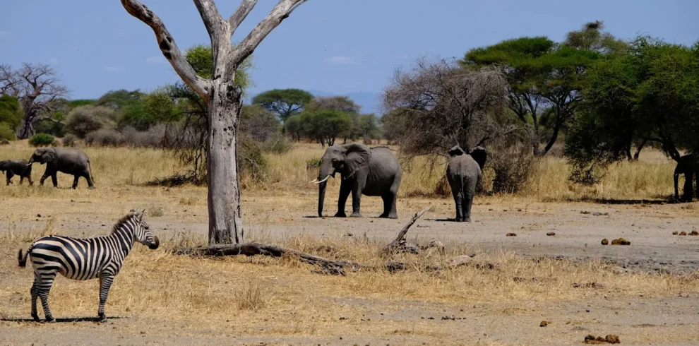 Tarangire NP Africa Sana Tours