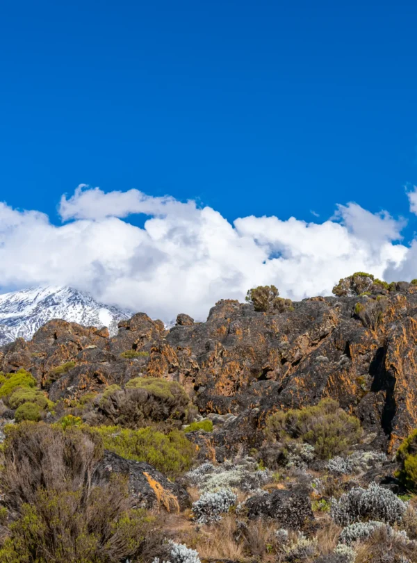 8-Day Kilimanjaro Trek Lemosho Route