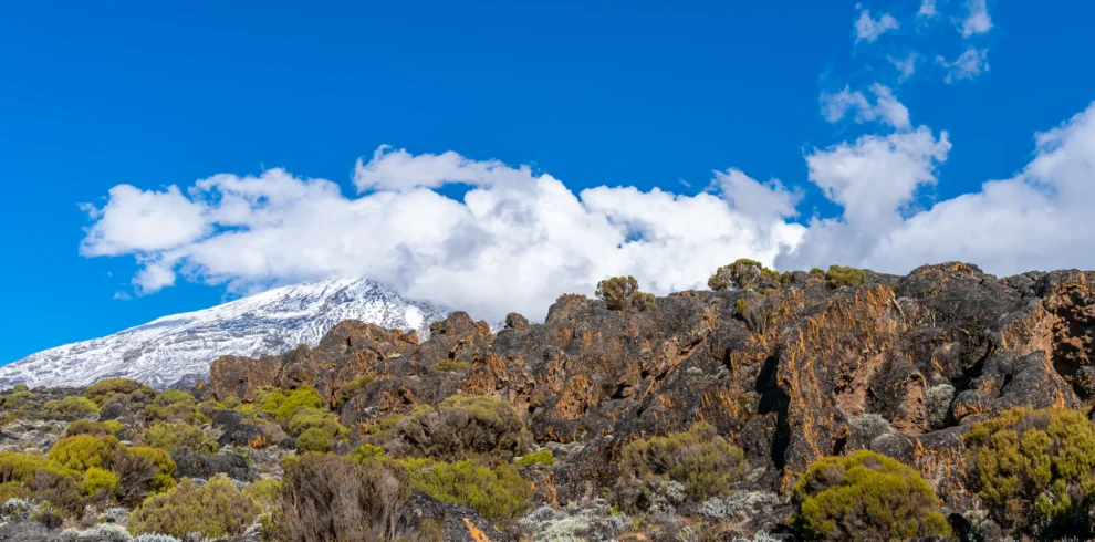 8-Day Kilimanjaro Trek Lemosho Route