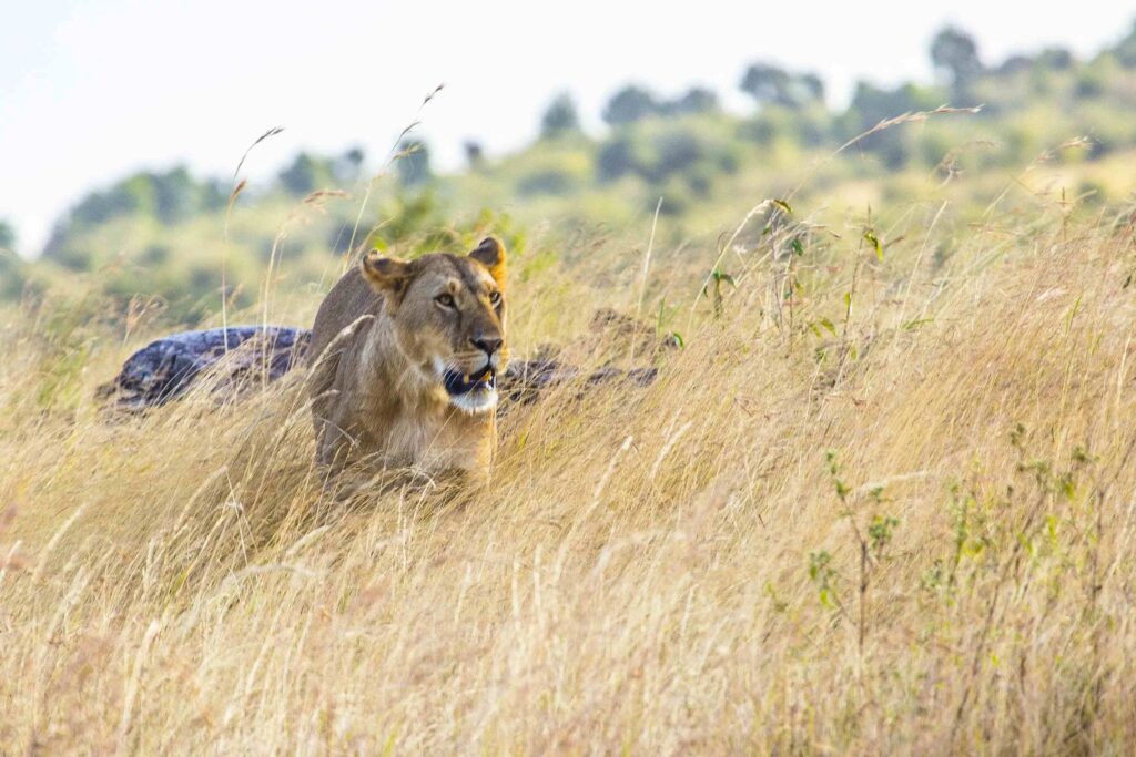 5-Day Tanzania Safari: Tarangire, Serengeti & Ngorongoro Crater Tour