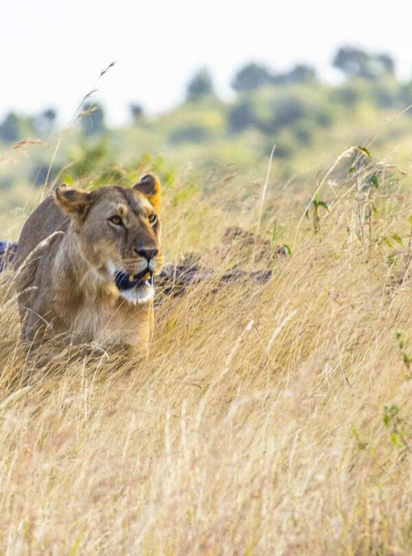 5-Day Tanzania Safari: Tarangire, Serengeti & Ngorongoro Crater Tour