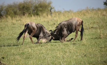 Tanzania safaris tours, Climb and sum it africa