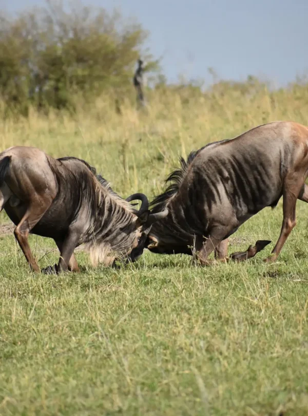 Tanzania safaris tours, Climb and sum it africa