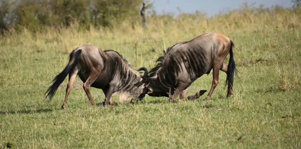 Tanzania safaris tours, Climb and sum it africa