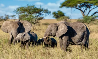 4-Day Tanzania Safari: Tarangire, Serengeti & Ngorongoro Crater Tour