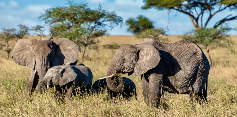 4-Day Tanzania Safari: Tarangire, Serengeti & Ngorongoro Crater Tour