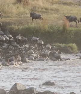 When is the Best Time to See the Great Wildebeest Migration in Tanzania?