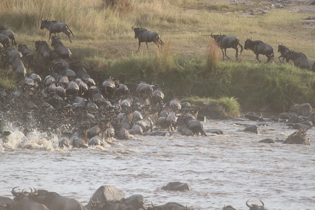 When is the Best Time to See the Great Wildebeest Migration in Tanzania?