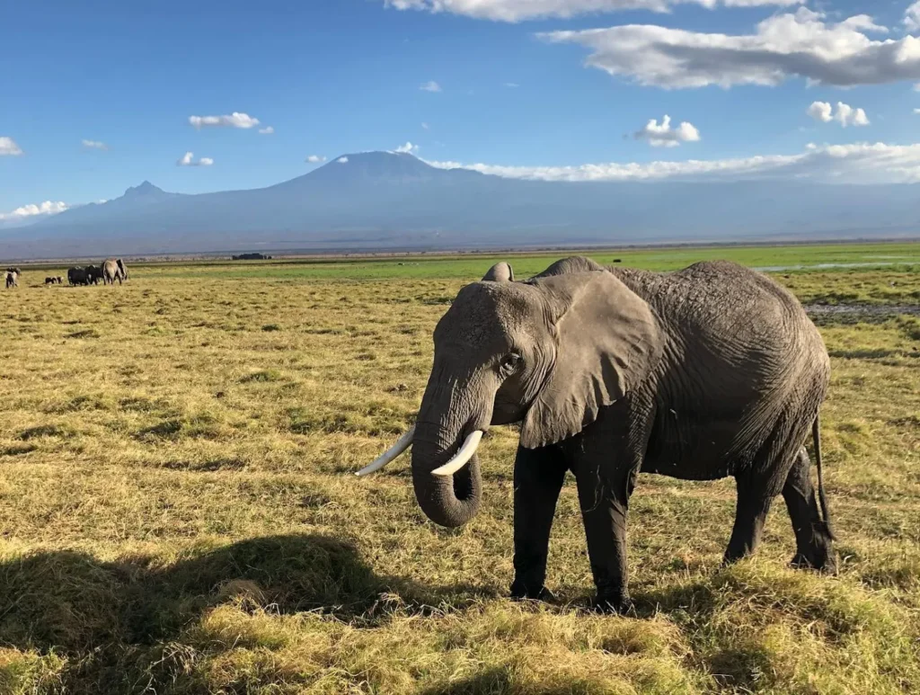 7-Day Amboseli, Naivasha, Nakuru & Mara Classic Safari