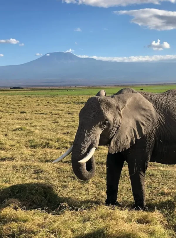 7-Day Amboseli, Naivasha, Nakuru & Mara Classic Safari