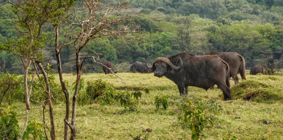 Arusha NP Africa sana tours