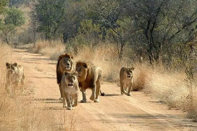 Mikumi Park Africa sana tours