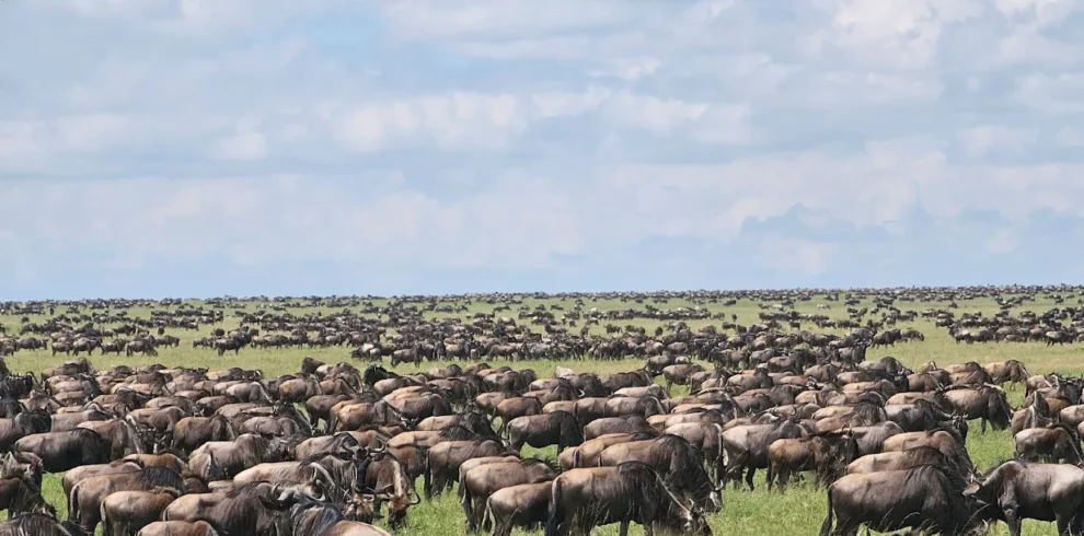 Serengeti AFRICA SANA TOURS