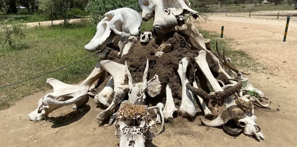 Tarangire NP Africa sana