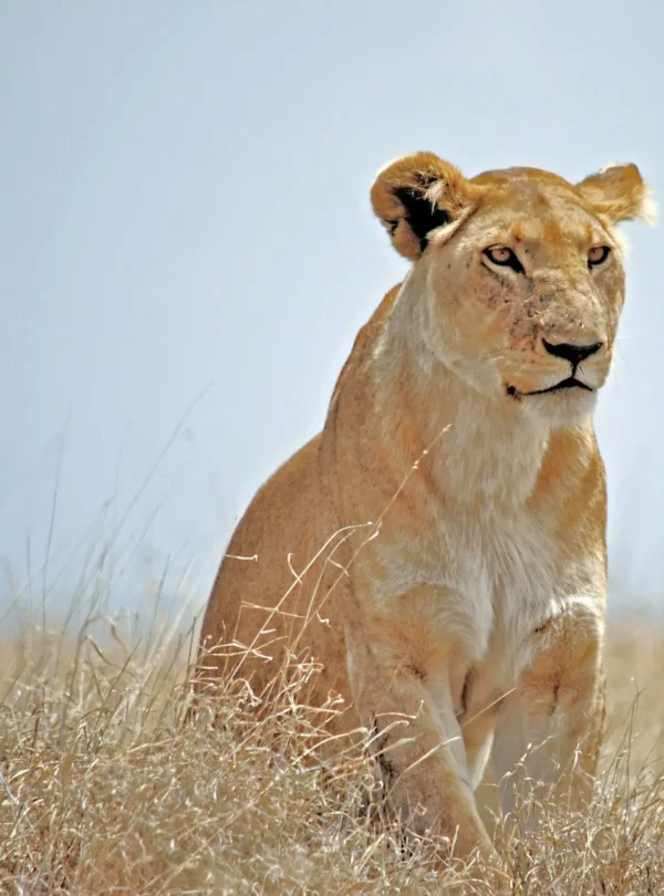 Mikumi national park game drives