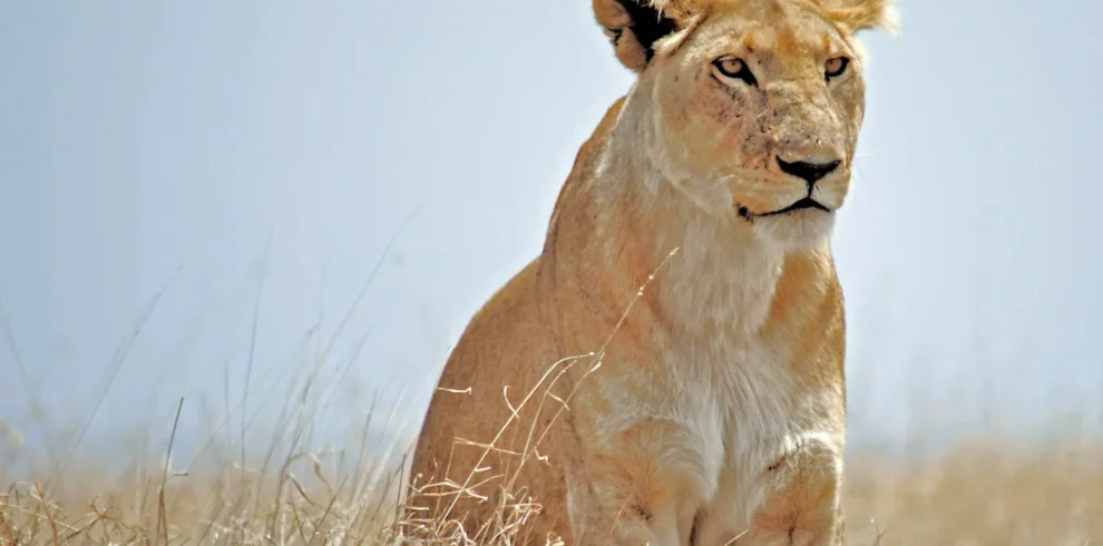 Mikumi national park game drives