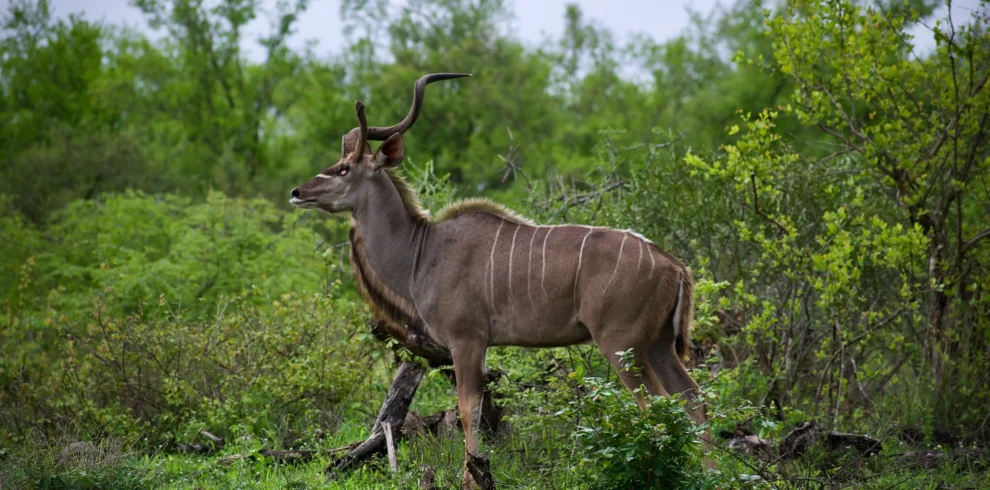 kudu nyerere national park