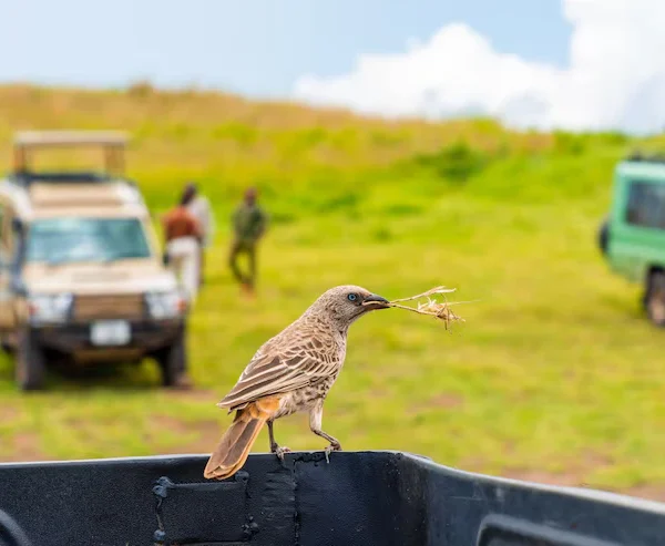 3-Day Tanzania Safari: Tarangire, Ngorongoro Crater & Lake Manyara Tou