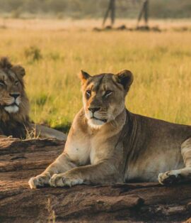 Discover the best time to visit Tanzania for safari with our month-by-month guide. Compare wildlife viewing, weather, prices & crowds to plan your perfect trip.