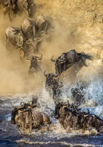 wildebeests-are-jumping-into-mara-river-great-migration