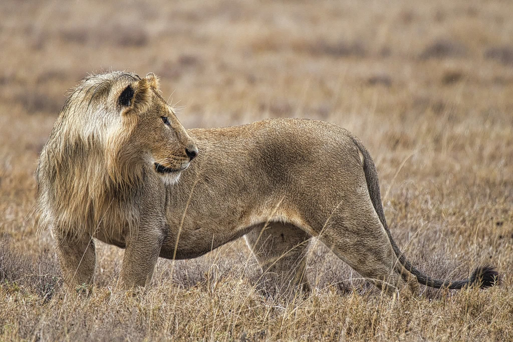 Open-sided safari vehicle on a game drive in Tanzania