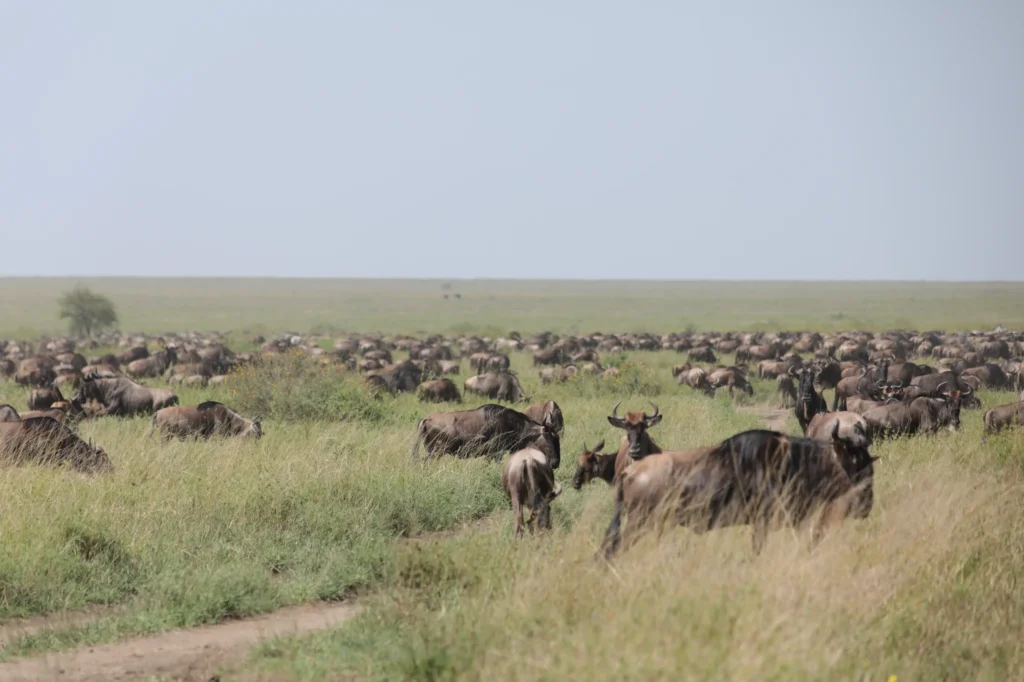 Herd of wildebeest in Serengeti National Park during migration