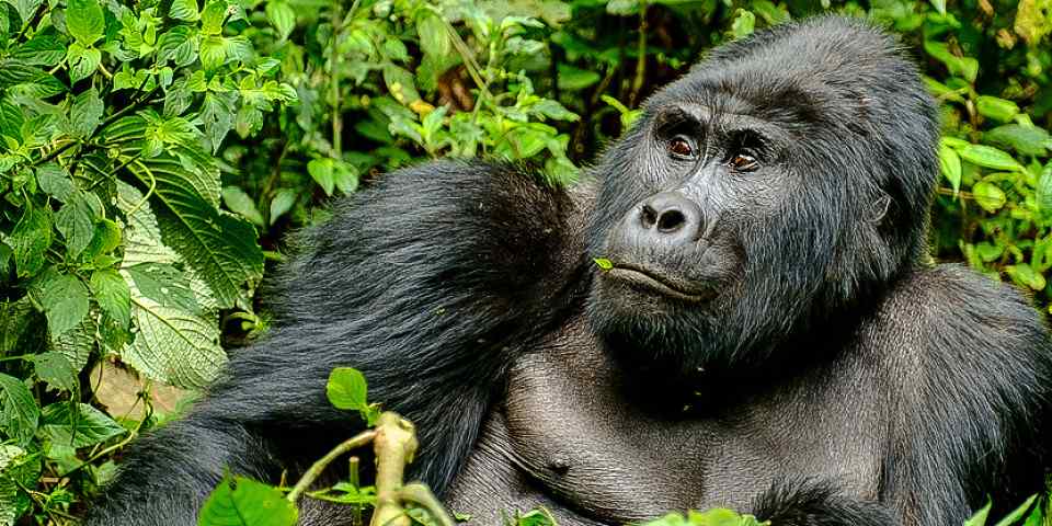 Uganda Safari