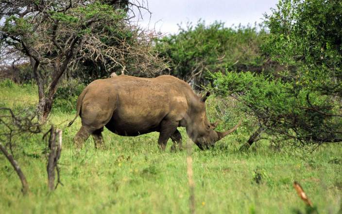 South Africa Safari