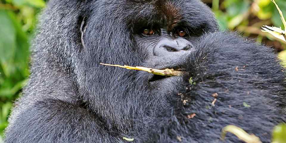 Rwanda Safari