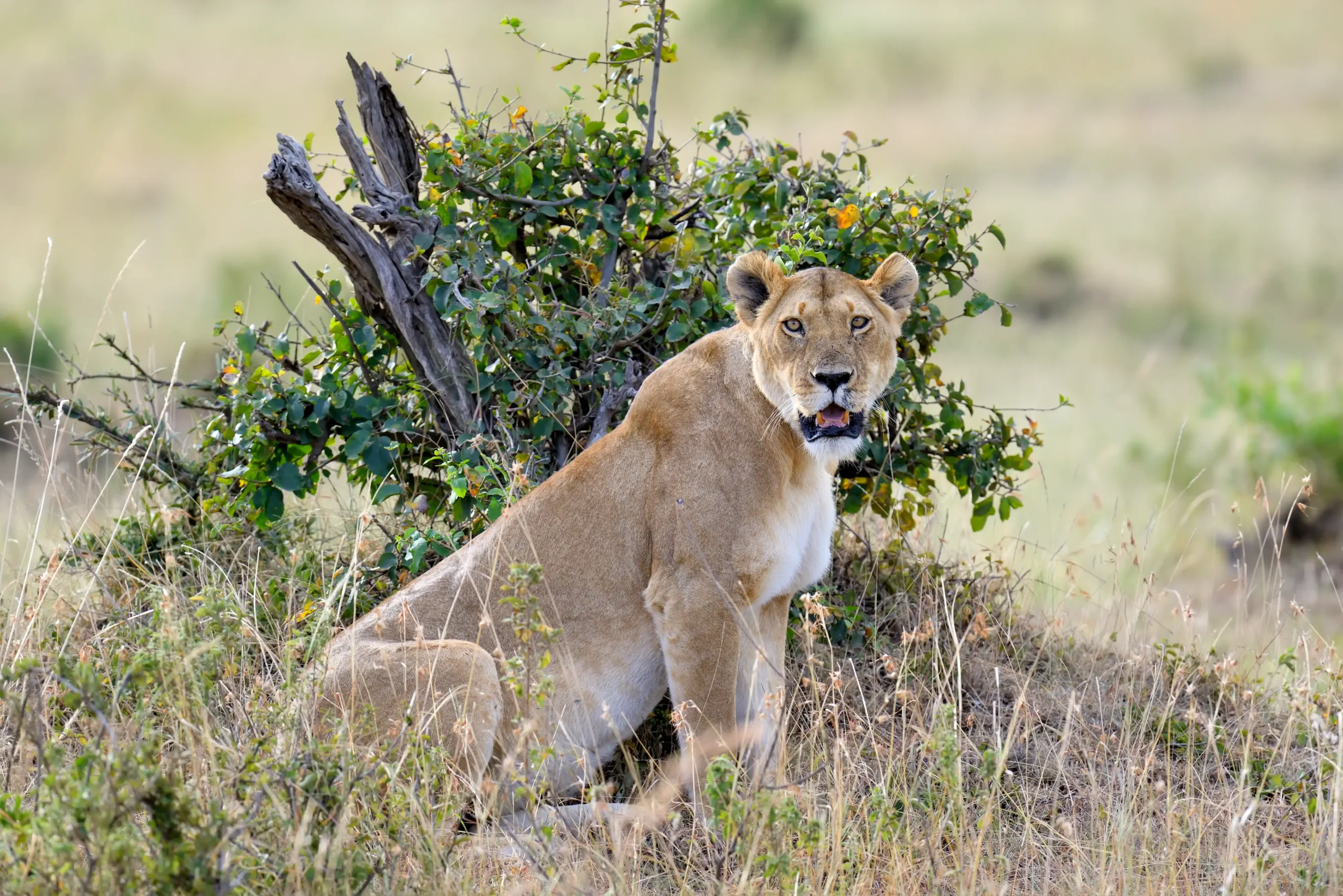 Serengeti National Park