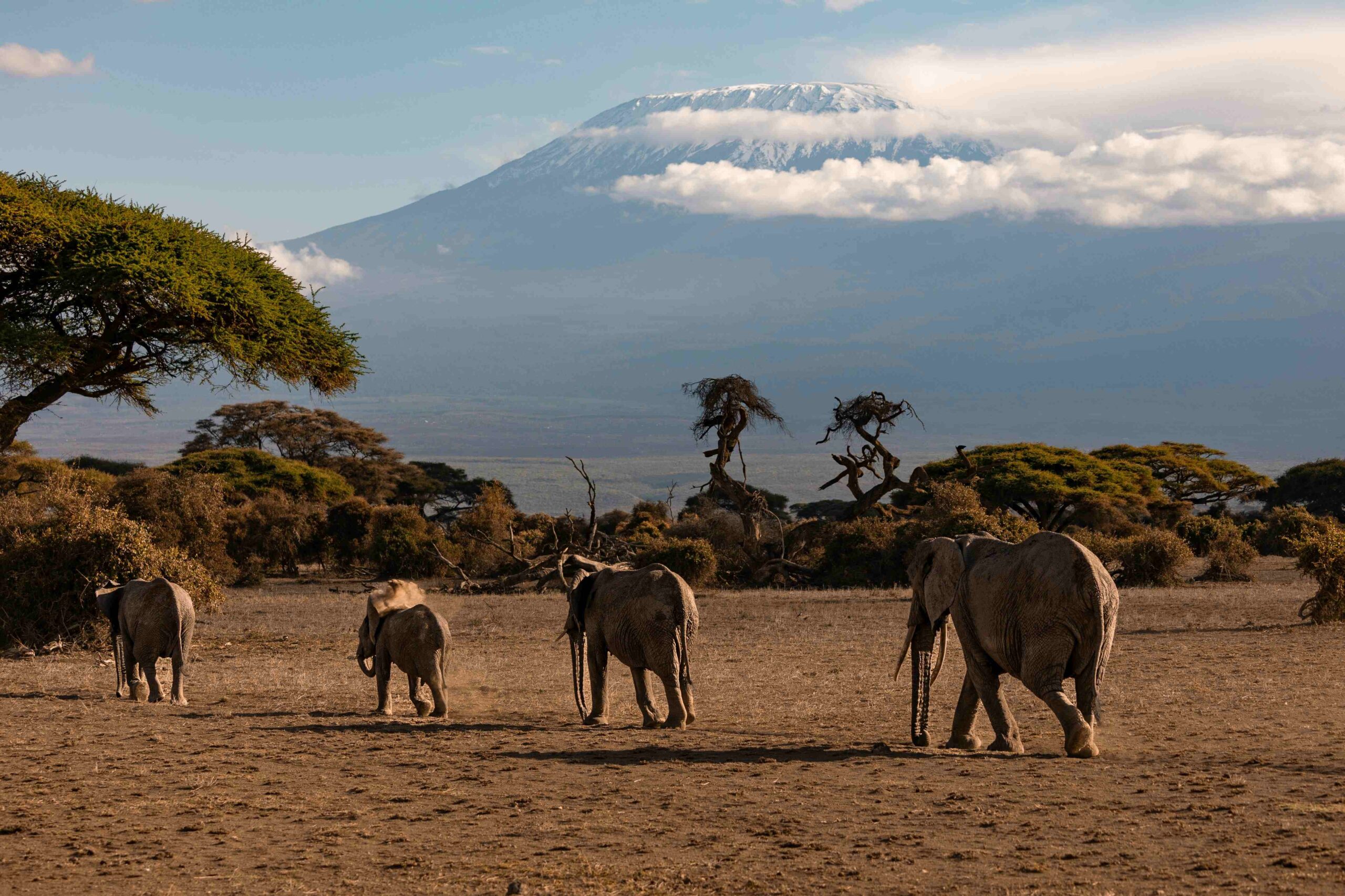 Kenya Safari