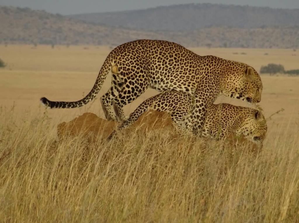 Serengeti Safari