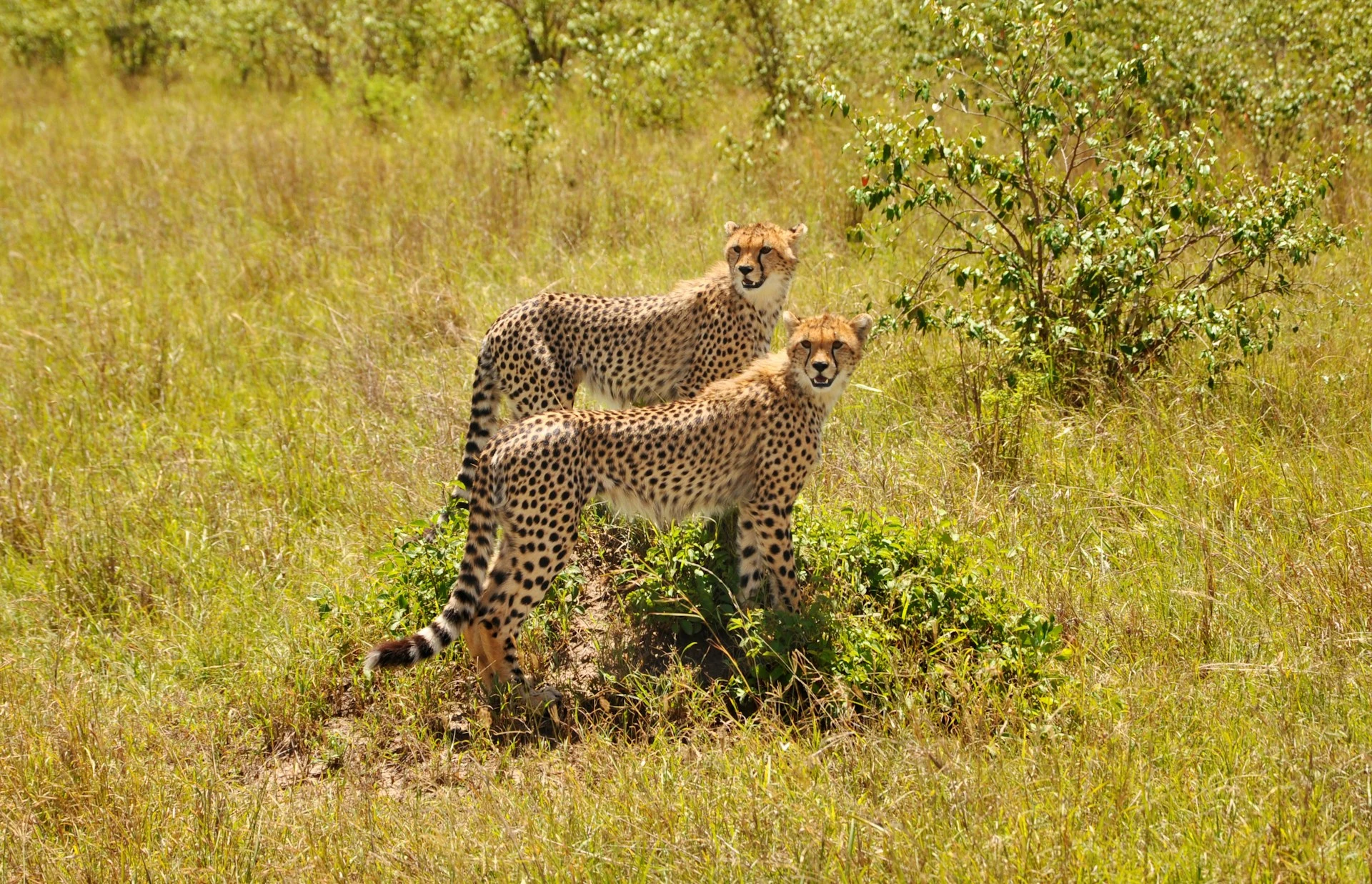 Budget Safari Tanzania