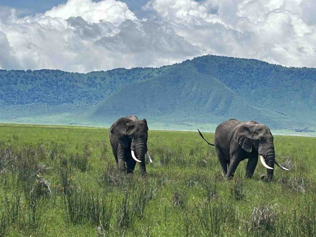 ngorongoro crater safari