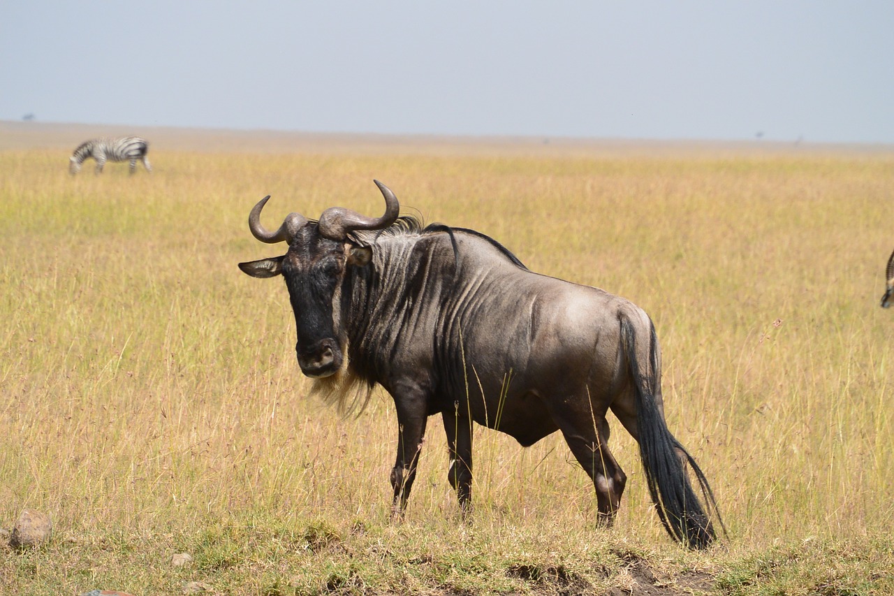 Luxury Safari Tanzania