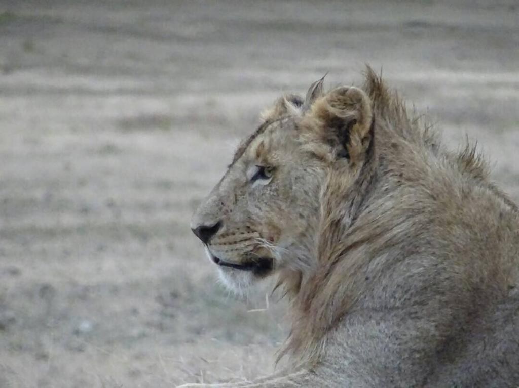 3 days Tarangire Manyara Ngorongoro safari