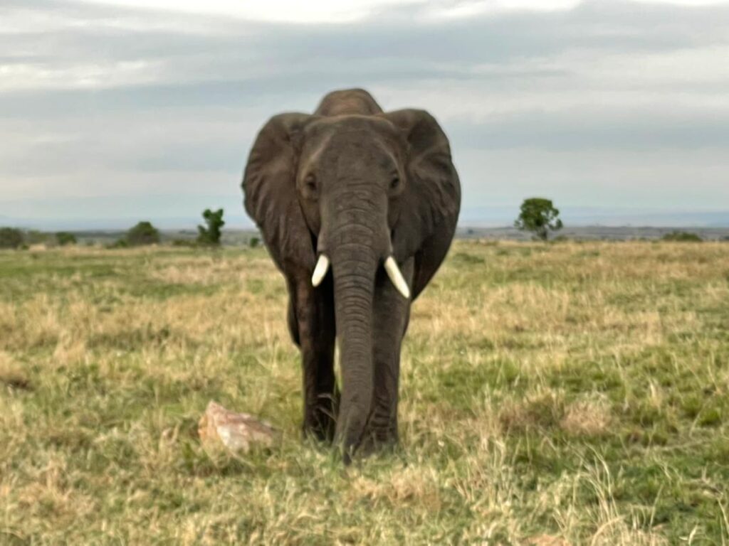 Tarangire national park safari