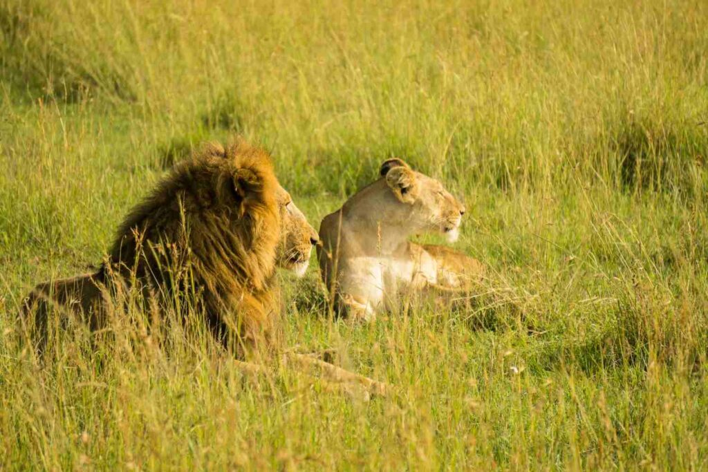 Serengeti safari