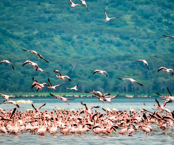 flock of birds flying over the sea during daytime